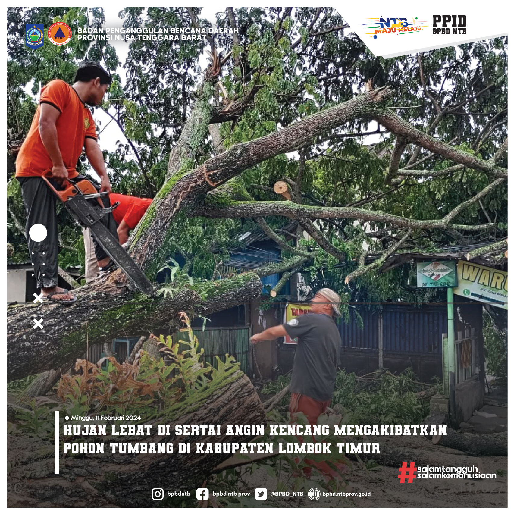Hujan Lebat di Sertai Angin Kencang Mengakibatkan Pohon Tumbang di Kabupaten Lombok Timur (Minggu, 11 Februari 2024)